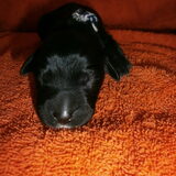 pup 5 Donkerblauw met wit bandje Reutje