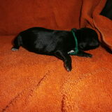 pup 9 Groen bandje Teefje