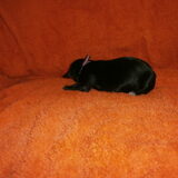pup 1 Donkerblauw met rose bandje Teefje