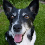Kelly, kruising Border Collie X Parson Russell terriër