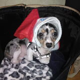 in de kerstsfeer