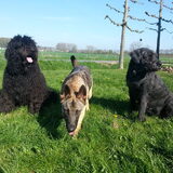 Foto van Lisanne, Misha, Tessa&Arrow