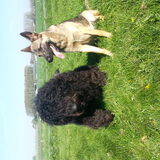 Foto van Lisanne, Misha, Tessa&Arrow