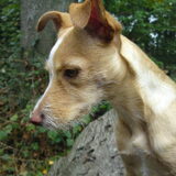 In het bos