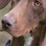 Close up (4 mei 2013)