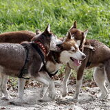 wandelen Balij dierendag 09