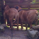 juicy 9,5mnd en de boerboel 7jaar