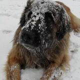 Waarom gooi je sneeuw op mn kop....