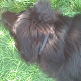 Shadow