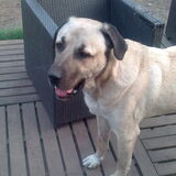Diesel :)