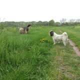 Foto van liesbeth,Turbo,Luna, Levi en Faith