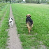 Foto van liesbeth,Turbo,Luna, Levi en Faith