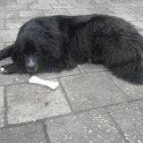 Foto van tessa