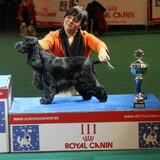 roxicocker fantasy in blue. 3e beste jeugd in show