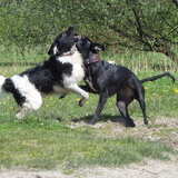 spelen