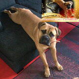 Foto van daisy
