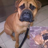 Foto van daisy