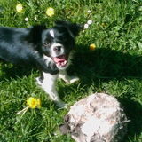Foto van **The more I know about people, the more I love dogs**
