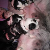 Pups