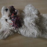 Ruby lekker ontspannen....