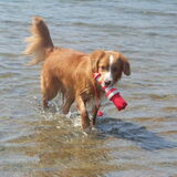 Diva in de zee op vakantie