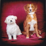 Sandy en Diva