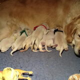Onze Zoë is 28 april bevallen van 8 pups!