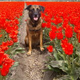 Kaya tussen de bloemen in Noordwijk