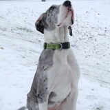 Dit is onze Lara, een Duitse Dog