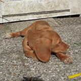 Foto van Roos en Cooper