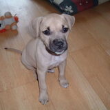 Misia in haar puppytijd!