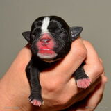 Black, een van de pups die we gaan nemen