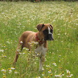 Wij gaan hem vreselijk missen. RIP onze liev Vasko 17 juni 2009 - 30…