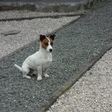 Indy zo fier alls een gieter zo alls het gezecht word