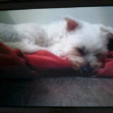 Foto van Cassy met Pepsi, Shana en Mandy