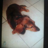 Foto van Cassy met Pepsi, Shana en Mandy