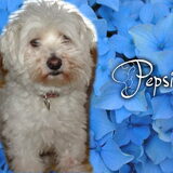 Profiel foto (Pepsi)
