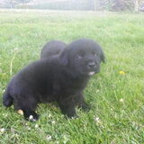 Foto van Tineke *Luna * Rambo (Brutus R.I.P)