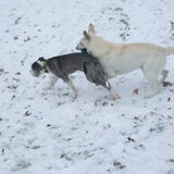 Sneeuwpret met knappe Bado