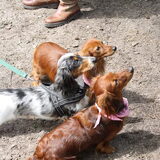 Foto van Teckeltaartje wendy