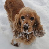 Schattige sneeuwbengel