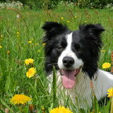 Foto van Tess