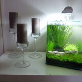 Mijn nano-aquarium met vuurgarnaaltjes