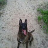 Hollandse herder Naam Nero Nero is 10 jaar en nog super actief.