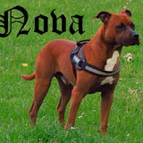 Foto van Quincy, Bailey & Nova
