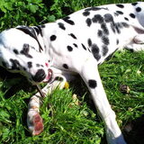 Jinx in de tuin, genieten van de zon