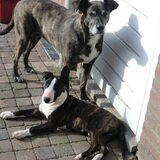 3 maanden oud en lekker zonnebaden met Tinka