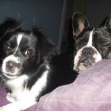Foto van **The more I know about people, the more I love dogs**