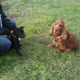 Foto van Silvia, Blackie & Saffira