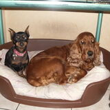 Foto van Silvia, Blackie & Saffira